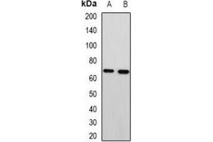 Western blot analysis of MTA3 expression in HepG2 (A), A549 (B) whole cell lysates.
