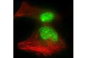 Immunofluorescent analysis of 4 % paraformaldehyde-fixed, 0. (HNRNPR Antikörper  (N-Term))