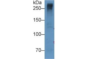 Detection of RELN in U87MG cell lysate using Monoclonal Antibody to Reelin (RELN) (Reelin Antikörper  (AA 2978-3373))
