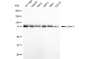 Western blotting analysis using Cullin 1 antibody (ABIN7798176). (Rekombinanter Cullin 1 Antikörper)