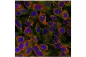 Image no. 1 for anti-Family with Sequence Similarity 129, Member B (FAM129B) (Ser712) antibody (ABIN319366)