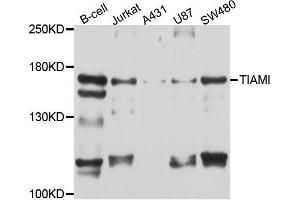Western blot analysis of extract of various cells, using TIAM1 antibody. (TIAM1 Antikörper)