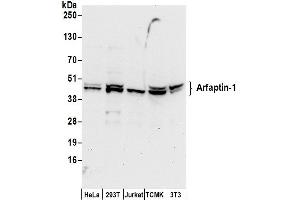 Western Blotting (WB) image for anti-ADP-Ribosylation Factor Interacting Protein 1 (ARFIP1) (AA 1-50) antibody (ABIN7449972)