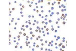 Immunocytochemistry of XBP-1 in HepG2 cells with this product at 10 μg/ml. (XBP1 Antikörper  (N-Term))