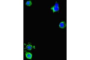 Immunofluorescent analysis of Hela cells using ABIN7150550 at dilution of 1:100 and Alexa Fluor 488-congugated AffiniPure Goat Anti-Rabbit IgG(H+L) (DNAJC3 Antikörper  (AA 277-496))