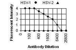 Immunofluorescence (IF) image for anti-Herpes Simplex Virus Type 1, Glycoprotein E (HSV1 gE) antibody (ABIN265562) (HSV1 gE Antikörper)