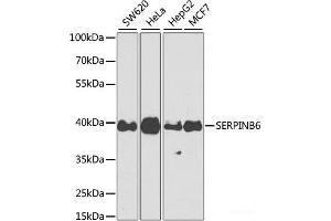 Western blot analysis of extracts of various cell lines using SERPINB6 Polyclonal Antibody at dilution of 1:1000. (SERPINB6 Antikörper)