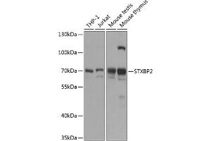 Western blot analysis of extracts of various cell lines, using STXBP2 antibody (ABIN6129716, ABIN6148675, ABIN6148677 and ABIN6216163) at 1:1000 dilution. (STXBP2 Antikörper  (AA 1-280))