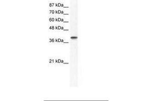 Image no. 1 for anti-Transcription Factor AP-4 (Activating Enhancer Binding Protein 4) (TFAP4) (AA 198-247) antibody (ABIN202279) (TFAP4 Antikörper  (AA 198-247))