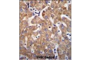 ANKRD58 Antibody (C-term) (ABIN655785 and ABIN2845218) immunohistochemistry analysis in formalin fixed and paraffin embedded human liver tissue followed by peroxidase conjugation of the secondary antibody and DAB staining. (ANKRD58 Antikörper  (C-Term))