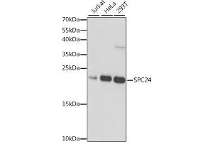 Western blot analysis of extracts of various cell lines, using SPC24 antibody (ABIN7270514) at 1:1000 dilution. (SPC24 Antikörper  (AA 1-197))