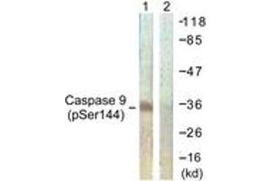 Western blot analysis of extracts from K562 cells, using Caspase 9 (Phospho-Ser144) Antibody. (Caspase 9 Antikörper  (pSer144))