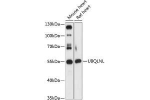 Western blot analysis of extracts of various cell lines, using UBQLNL antibody (ABIN7271125) at 1:3000 dilution. (UBQLNL Antikörper  (AA 176-475))