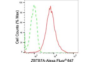 anti-Zinc Finger and BTB Domain Containing 7A (ZBTB7A) antibody