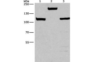 Western Blot analysis of Mouse kidney tissue, 293T and 231 cell using TP53BP2 Polyclonal Antibody at dilution of 1:375
