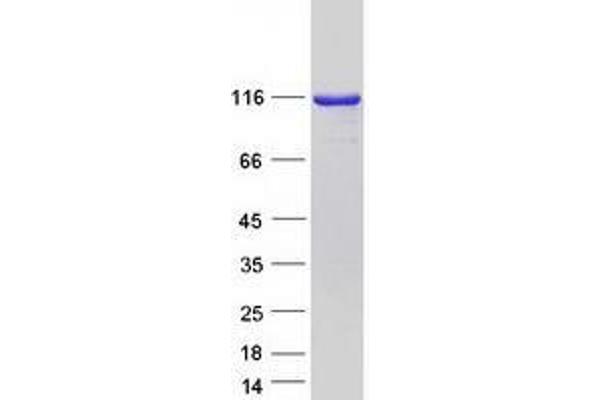 TSR1 Protein (Myc-DYKDDDDK Tag)