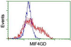 Image no. 1 for anti-MIF4G Domain Containing (MIF4GD) antibody (ABIN1499471) (MIF4GD Antikörper)