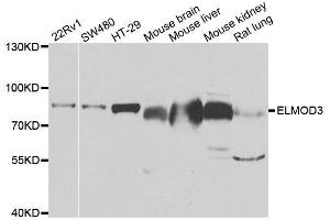 Western blot analysis of extracts of various cell lines, using ELMO3 antibody. (ELMO3 Antikörper  (AA 504-773))