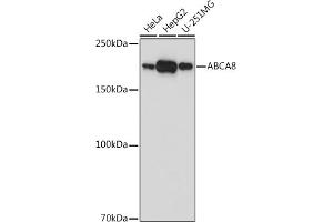 Western blot analysis of extracts of various cell lines, using  antibody (ABIN7265730) at 1:1000 dilution. (ABCA8 Antikörper)