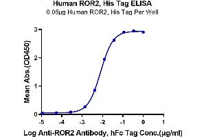 Immobilized Human ROR2, His Tag at 0. (ROR2 Protein (AA 34-403) (His-Avi Tag))