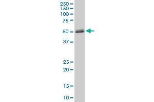 MMP1 MaxPab polyclonal antibody. (MMP1 Antikörper  (AA 1-469))