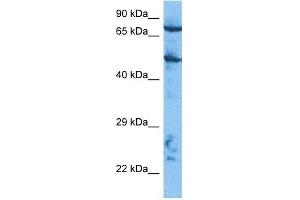 Host:  Rabbit  Target Name:  CUL2  Sample Tissue:  HepG2 Whole Cell lysates  Antibody Dilution:  1. (Cullin 2 Antikörper  (C-Term))
