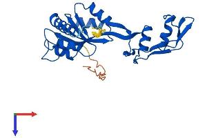 C1orf33 Protein (AA 1-239) (His tag)
