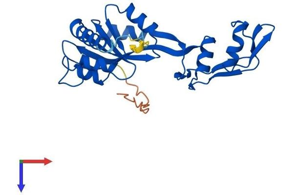 C1orf33 Protein (AA 1-239) (His tag)