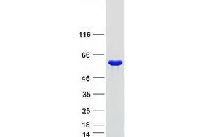 Validation with Western Blot