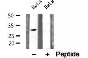 Western blot analysis of extracts of HeLa cells, using CHMP2A antibody.