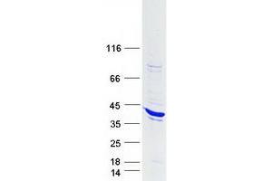 Validation with Western Blot (STAP1 Protein (Myc-DYKDDDDK Tag))