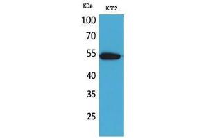 Western Blotting (WB) image for anti-Sialic Acid Binding Ig-Like Lectin 9 (SIGLEC9) (Internal Region) antibody (ABIN3187801) (SIGLEC9 Antikörper  (Internal Region))