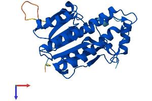 HSD17B8 Protein (AA 1-259) (His tag)