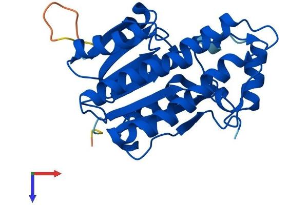 HSD17B8 Protein (AA 1-259) (His tag)