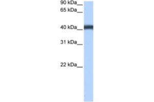 Western Blotting (WB) image for anti-Major Facilitator Superfamily Domain Containing 3 (MFSD3) antibody (ABIN2463455) (MFSD3 Antikörper)