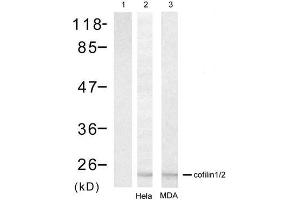 Western blot analysis of extracts from Hela cell and MDA cell using cofilin1/cofilin2 (Ab-88) Antibody (E021507). (Cofilin1/2 (CFL1/2) Antikörper)