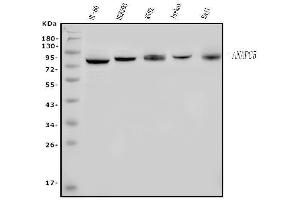 Western blot analysis of Apc5/ANAPC5 using anti-Apc5/ANAPC5 antibody (ABIN7599186).