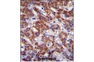OR2B11 Antibody (C-term) (ABIN655367 and ABIN2844924) immunohistochemistry analysis in formalin fixed and paraffin embedded human liver tissue followed by peroxidase conjugation of the secondary antibody and DAB staining.