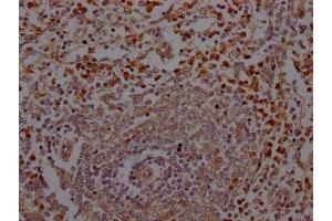 IHC image of ABIN7127640 diluted at 1:100 and staining in paraffin-embedded human spleen tissue performed on a Leica BondTM system. (Rekombinanter ELANE Antikörper)