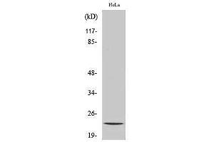 Western Blotting (WB) image for anti-Nucleolar Protein 3 (Apoptosis Repressor with CARD Domain) (NOL3) (C-Term) antibody (ABIN3185744) (NOL3 Antikörper  (C-Term))