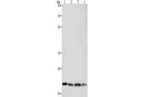 Western Blotting (WB) image for anti-BCL2-Associated X Protein (BAX) antibody (ABIN2427568) (BAX Antikörper)