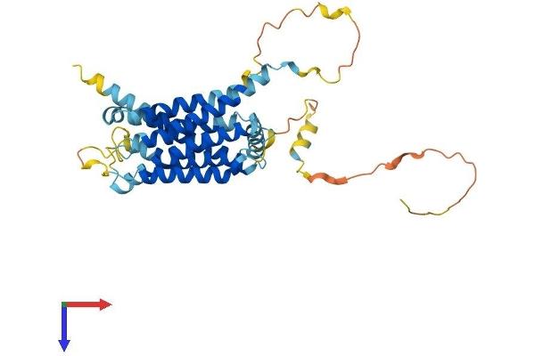 GPR62 Protein (AA 1-368) (His tag)