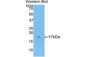 Western Blotting (WB) image for anti-Adrenomedullin (ADM) (AA 35-171) antibody (ABIN1172569) (Adrenomedullin Antikörper  (AA 35-171))