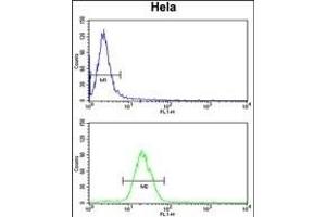 INSIG1 Antibody (N-term) (ABIN652887 and ABIN2842574) flow cytometry analysis of Hela cells (bottom histogram) compared to a negative control cell (top histogram). (INSIG1 Antikörper  (N-Term))