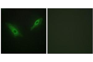 Immunofluorescence analysis of HeLa cells, using KPB1/2 antibody. (KPB1/2 (N-Term) Antikörper)