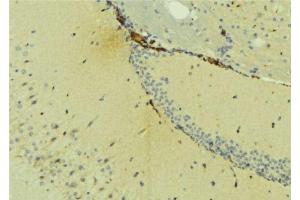 ABIN6275406 at 1/100 staining Mouse brain tissue by IHC-P. (NDRG4 Antikörper  (Internal Region))