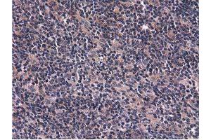 Image no. 6 for anti-COBW Domain Containing 1 (CBWD1) antibody (ABIN1497117) (CBWD1 Antikörper)