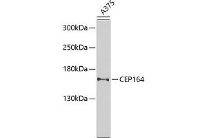 Western blot analysis of extracts of A-375 cells, using CEP164 Antibody (ABIN6131021, ABIN6138417, ABIN6138418 and ABIN6225304) at 1:1000 dilution. (CEP164 Antikörper  (AA 730-829))