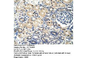 Rabbit Anti-SRAntibody  Paraffin Embedded Tissue: Human Kidney Cellular Data: Epithelial cells of renal tubule Antibody Concentration: 4. (SRP14 Antikörper  (N-Term))