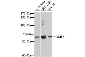 Western blot analysis of extracts of various cell lines, using NME8 Rabbit pAb (ABIN7270801) at 1:3000 dilution. (TXNDC3/NME8 Antikörper  (AA 299-588))